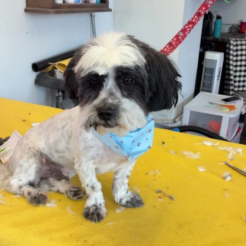 Cookie thumbnail 3