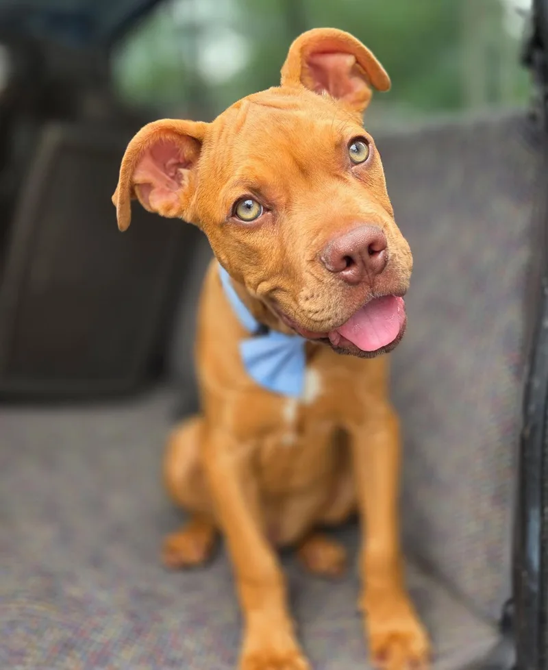 A baby medium-sized male Boxer dog named Binx for adoption in Gilbert, SC