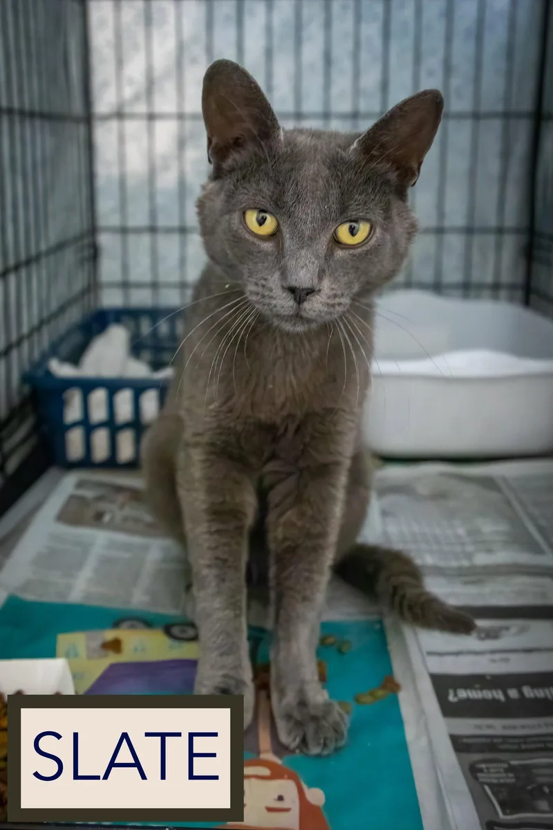 A young medium-sized male Gray / Blue / Silver Domestic Short Hair cat named Slate for adoption in Greenville, DE
