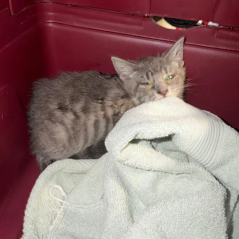 A baby small-sized female Gray / Blue / Silver Domestic Short Hair cat named Pawdemort for adoption in Charlottesville, VA