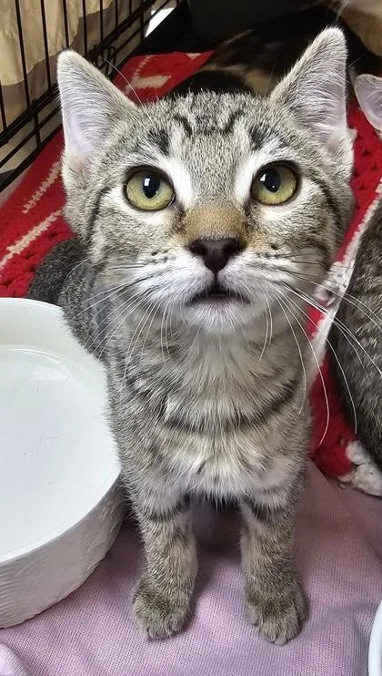 A young small-sized female Domestic Short Hair cat named Esme for adoption in Phoenix, AZ