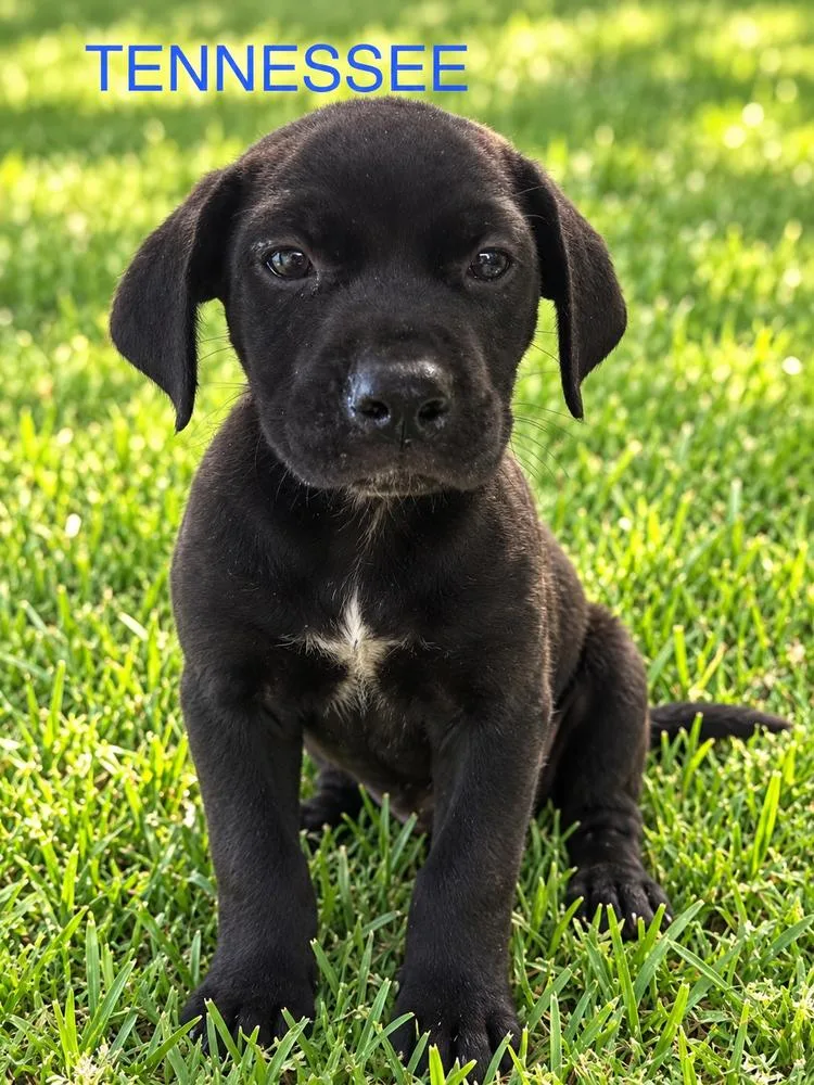 A baby medium-sized male Pit Bull Terrier dog named Tennessee for adoption in Jefferson Hills, PA
