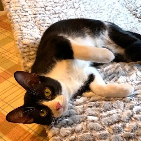 A baby medium-sized male Black Domestic Short Hair cat named Stevie for adoption in Houston, TX