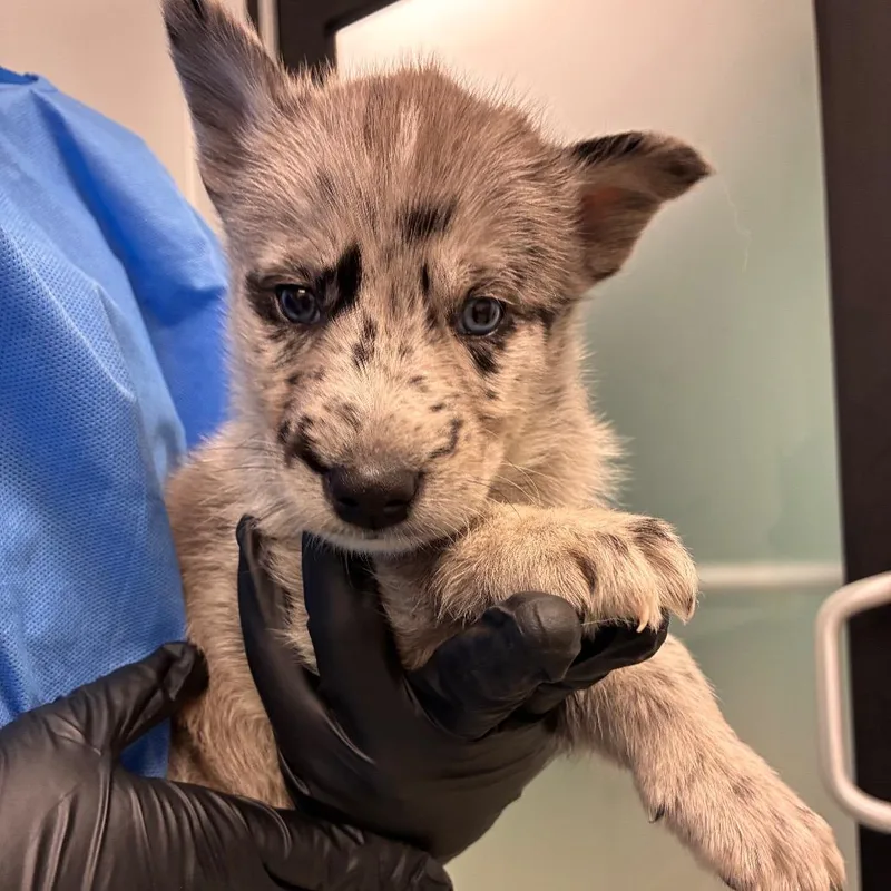 A baby medium-sized male Gray / Blue / Silver Catahoula Leopard Dog dog named Tide for adoption in Abilene, TX