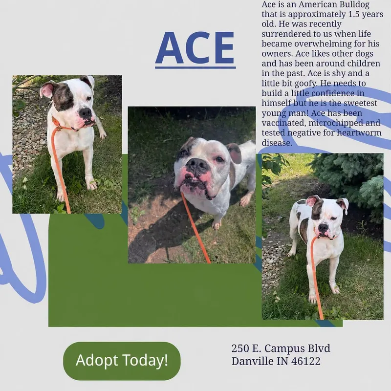 Ace