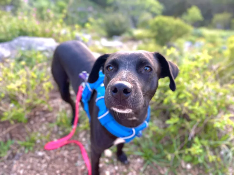 An adult medium-sized female Black Labrador Retriever dog named Carly for adoption in Austin, TX