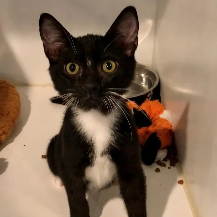 A baby large-sized male Black & White / Tuxedo Domestic Short Hair cat named Chase for adoption in Lodi, CA