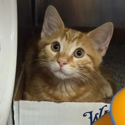 A baby small-sized male Domestic Short Hair cat named Zephyr for adoption in Voorhees, NJ