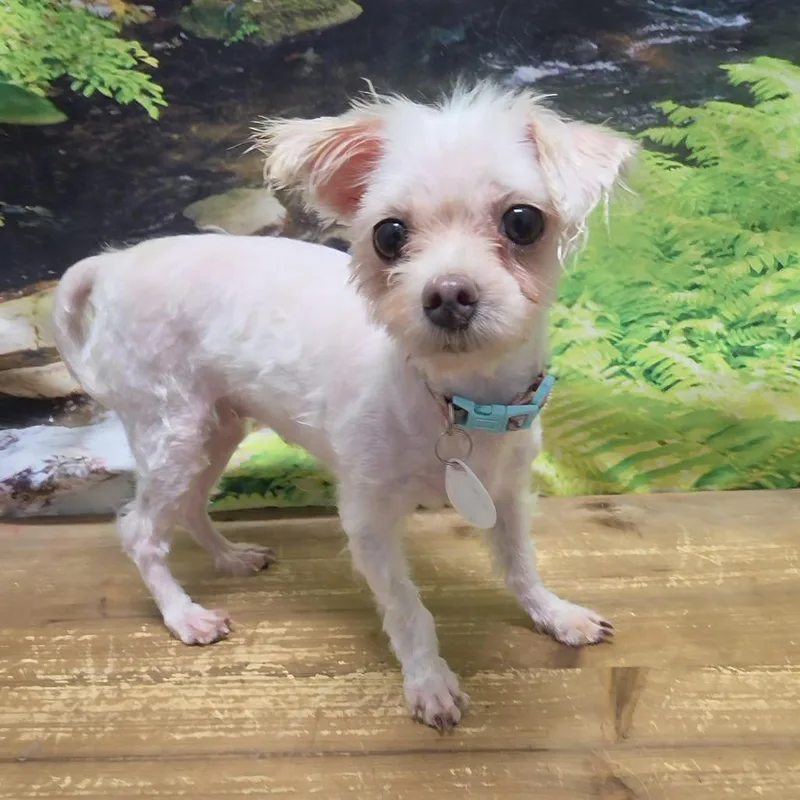 An adult small-sized female White / Cream Maltese dog named Valetta for adoption in Normal, IL