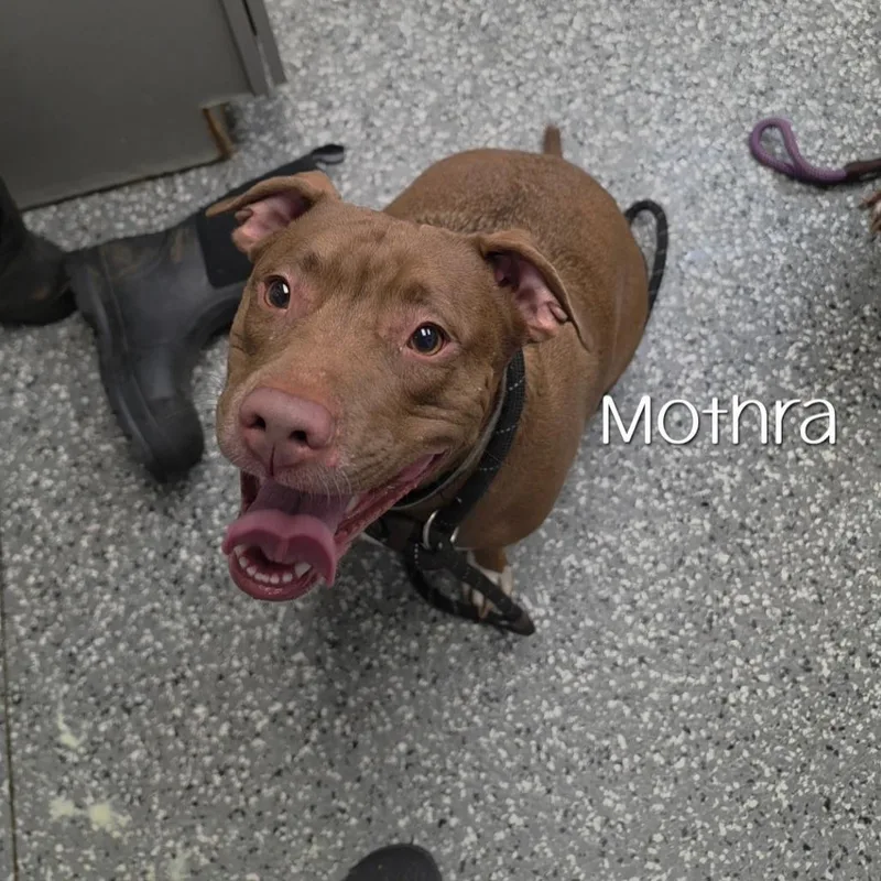 An adult medium-sized female Brown / Chocolate Chocolate Labrador Retriever dog named Mothra for adoption in Parkersburg, WV