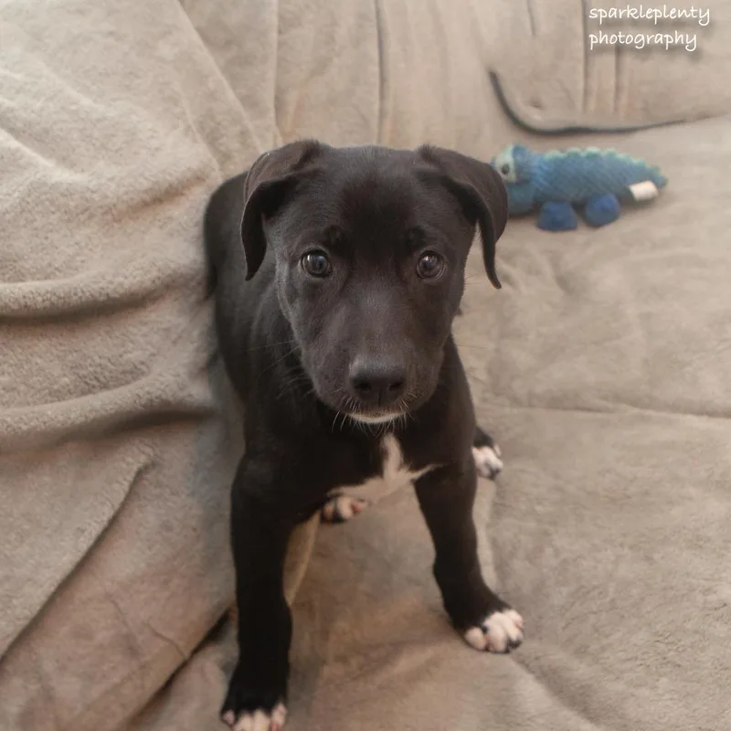 A baby medium-sized female Black Mixed Breed dog named Leia for adoption in Ridgefield, CT