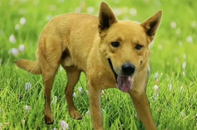 A young large-sized male German Shepherd Dog dog named Beavis for adoption in Lancaster, CA