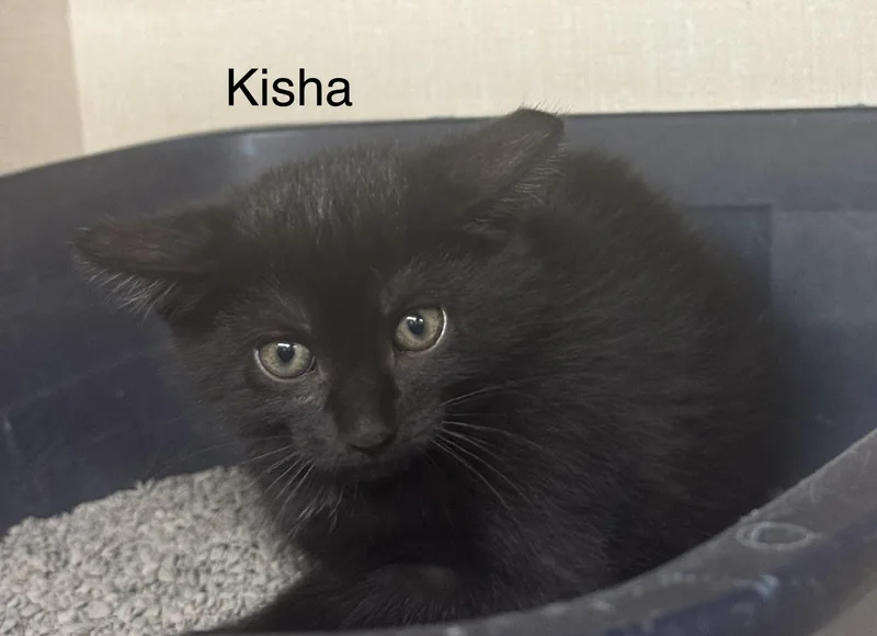 A baby medium-sized female Black Domestic Short Hair cat named Kisha for adoption in Ulster, PA