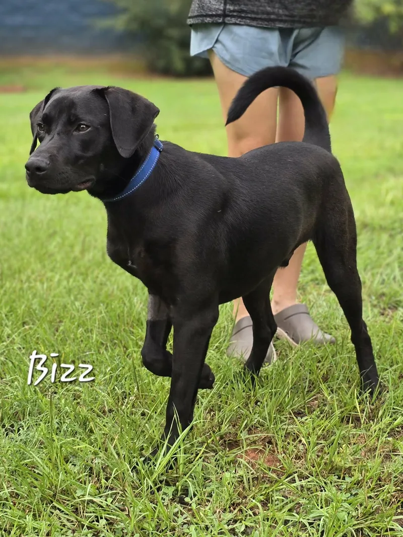 A young medium-sized male Black Labrador Retriever dog named Bizz for adoption in Bishop, GA