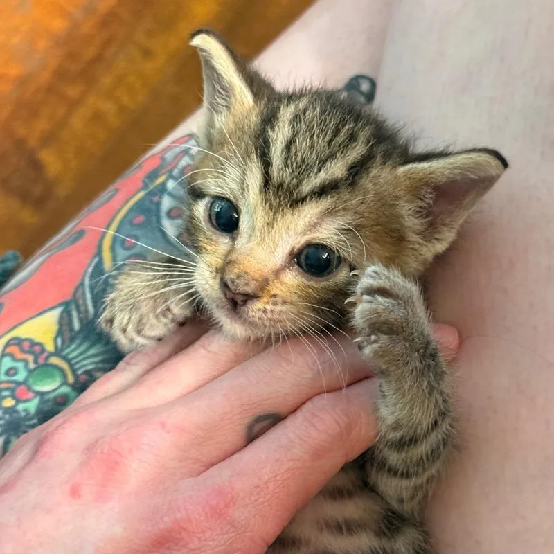 A baby small-sized male Brown / Chocolate Domestic Short Hair cat named Hog Wild for adoption in Spring Hill, KS