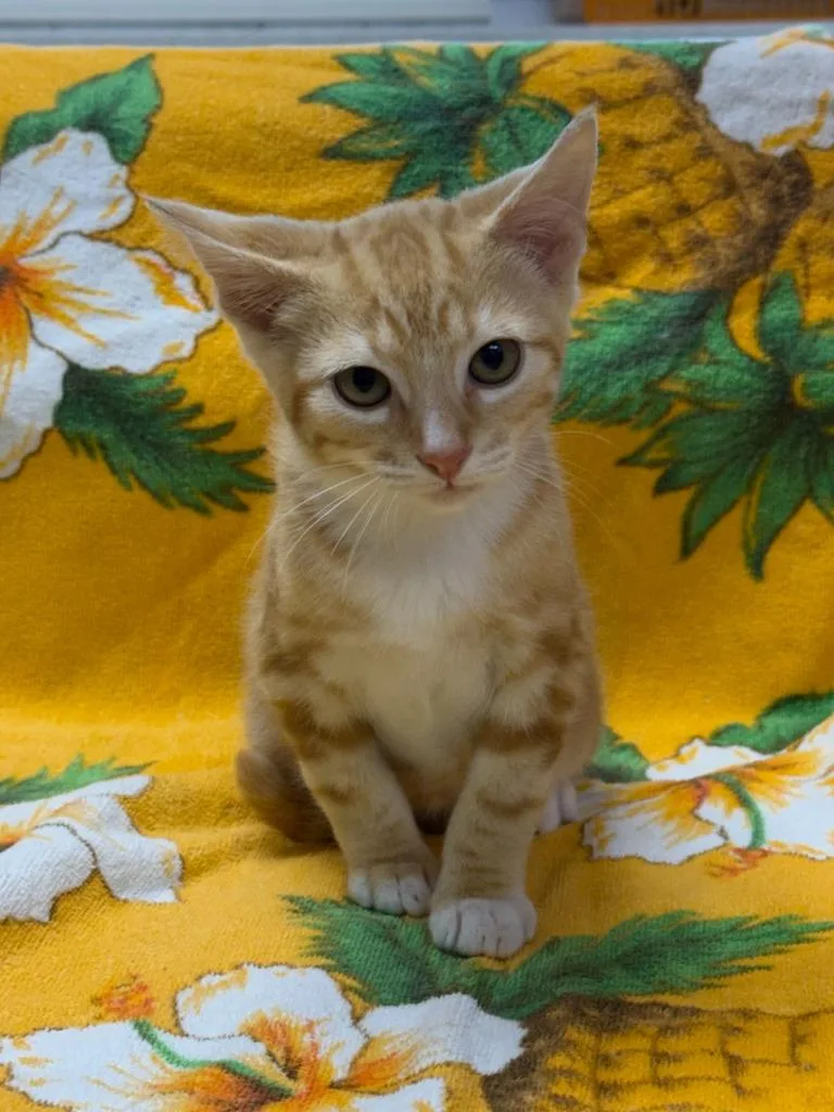 Marvin