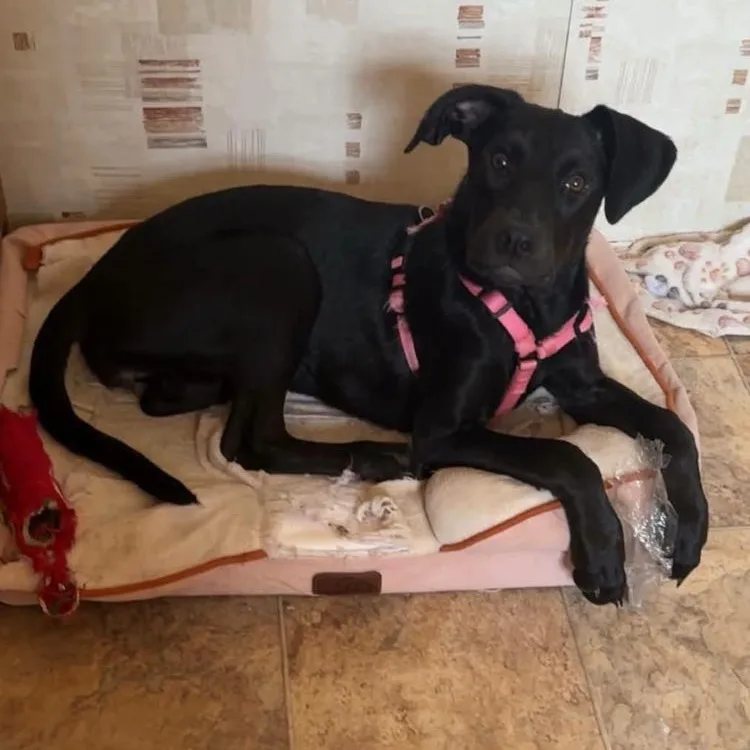 A young medium-sized female Black Labrador Retriever dog named Faith for adoption in Paradise, TX