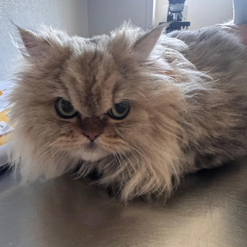 A senior medium-sized female White Persian cat named Lucy for adoption in Clearwater, FL