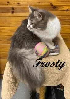 A baby medium-sized male Gray & White Domestic Medium Hair cat named Frosty Sweet for adoption in Southern Pines, NC