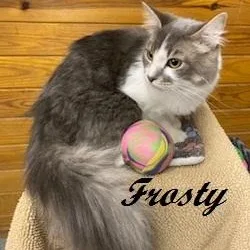 Frosty  Sweet  thumbnail 4