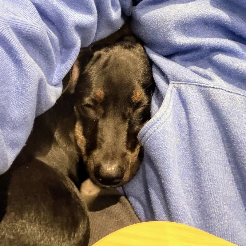 A baby medium-sized male Terrier dog named Mac for adoption in Oakland, CA