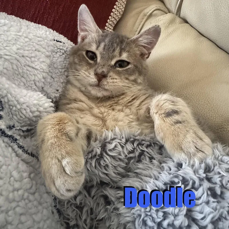 A young medium-sized male Domestic Short Hair cat named Doodle for adoption in Spring Lake, NJ