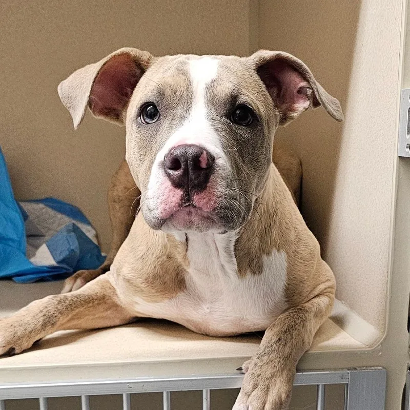 Magnolia thumbnail 2