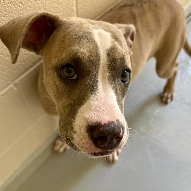 Magnolia thumbnail 3