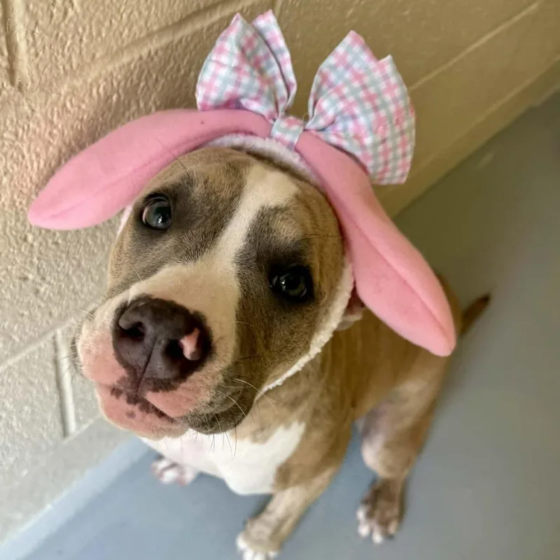 Magnolia thumbnail 4