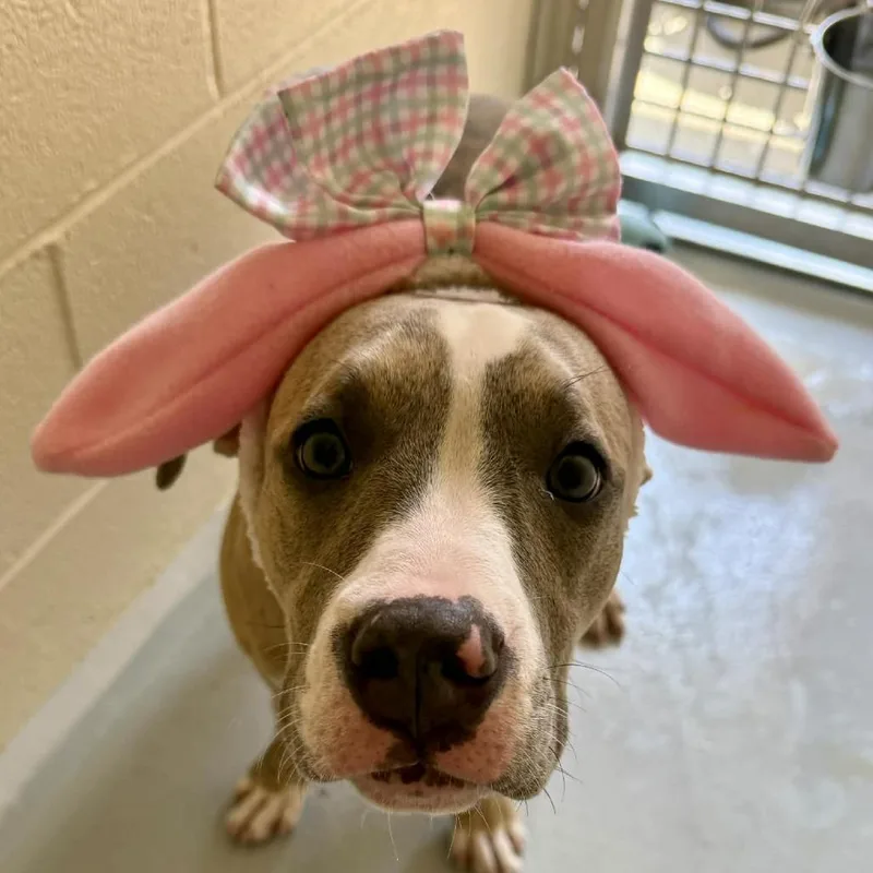 Magnolia thumbnail 5