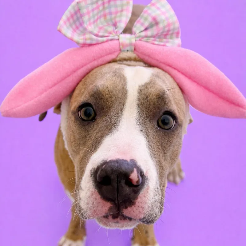 Magnolia thumbnail 6