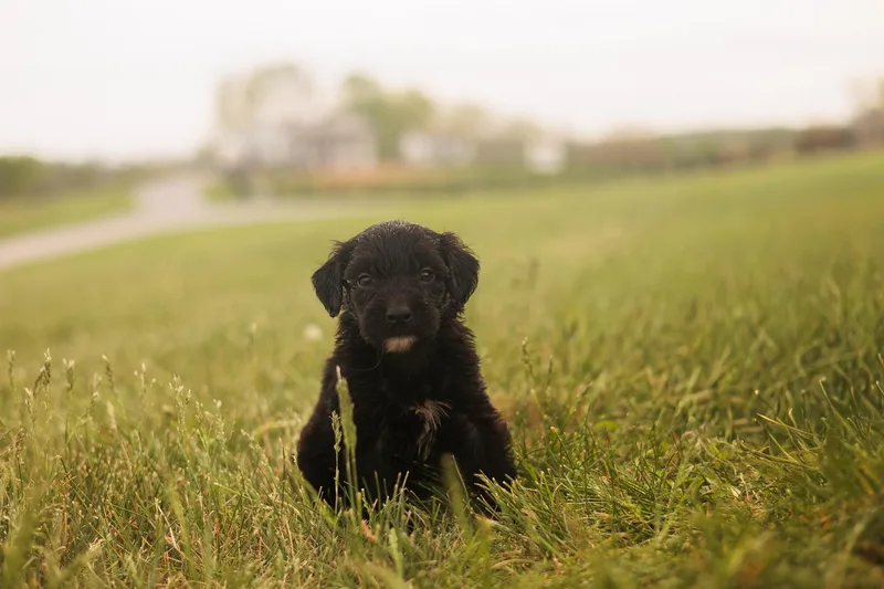 A baby medium-sized female Black Goldendoodle dog named Anna for adoption in Gradyville, KY
