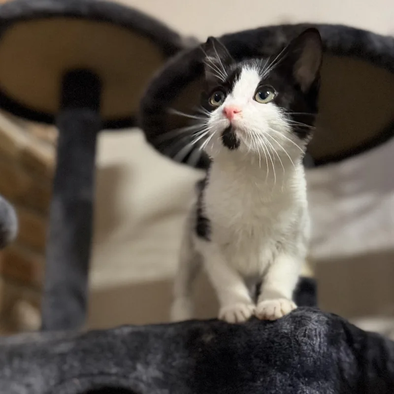 A baby medium-sized male Black & White / Tuxedo Domestic Short Hair cat named Reign for adoption in Pocatello, ID