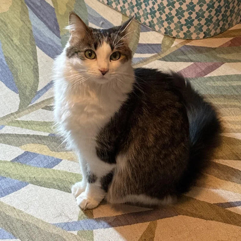 An adult medium-sized female Tabby (Brown / Chocolate) Domestic Long Hair cat named Xena for adoption in Grand Rapids, MI
