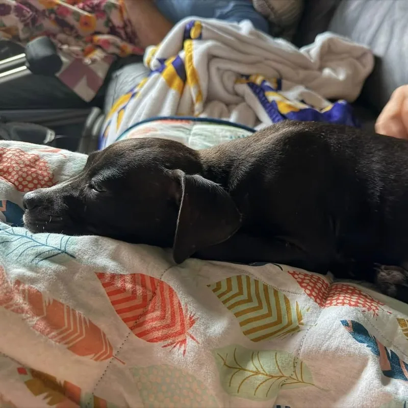 A baby medium-sized female Pit Bull Terrier dog named Tootsie for adoption in Colleyville, TX