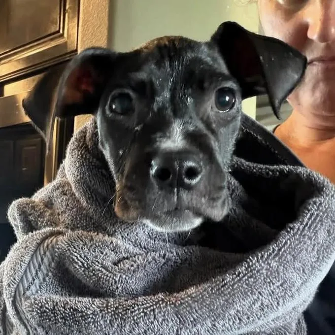 Tootsie thumbnail 2