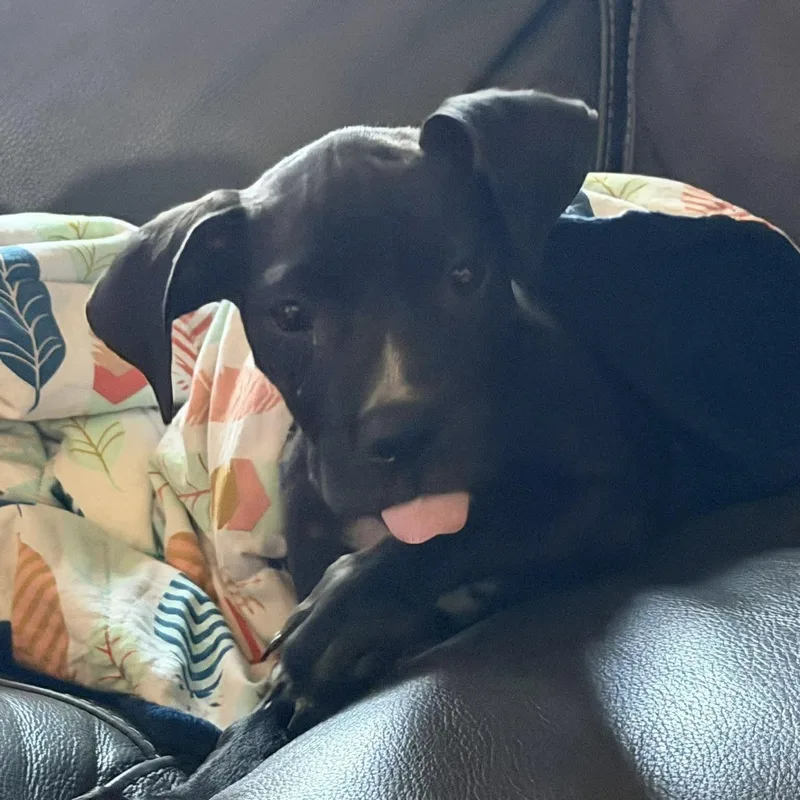 Tootsie thumbnail 5