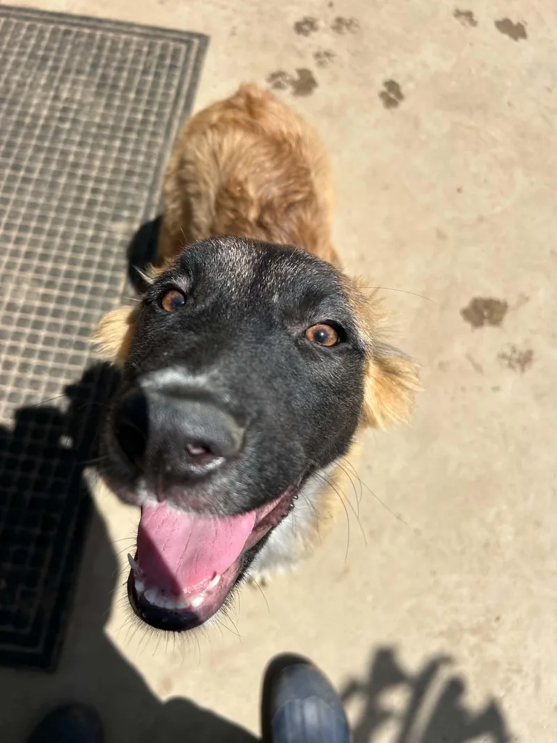 A young medium-sized female Belgian Shepherd / Malinois dog named Roo for adoption in Bellflower, CA