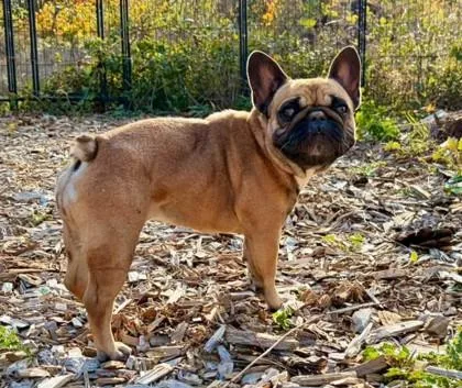An adult small-sized female Yellow / Tan / Blond / Fawn French Bulldog dog named Finlee Vanilli for adoption in Bonney Lake, WA