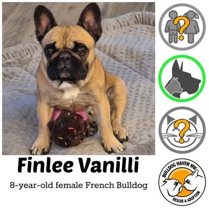 Finlee Vanilli thumbnail 2