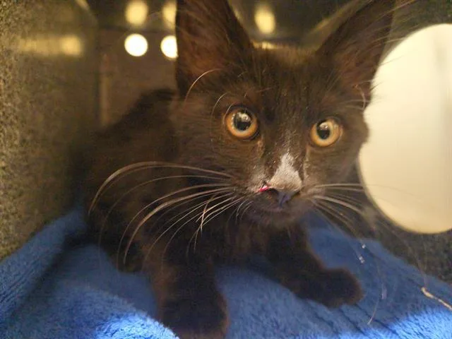 A baby small-sized male Domestic Medium Hair cat named Dominic for adoption in Tustin, CA