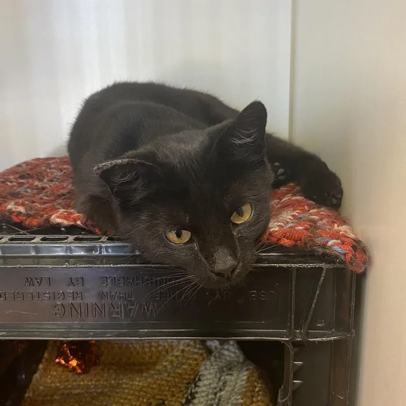 A young medium-sized female Black Domestic Short Hair cat named Daisy for adoption in Norfolk, NE