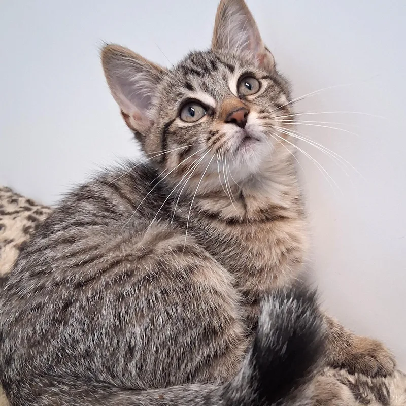 A young small-sized female Tabby (Brown / Chocolate) Domestic Short Hair cat named September for adoption in Belmont, NY