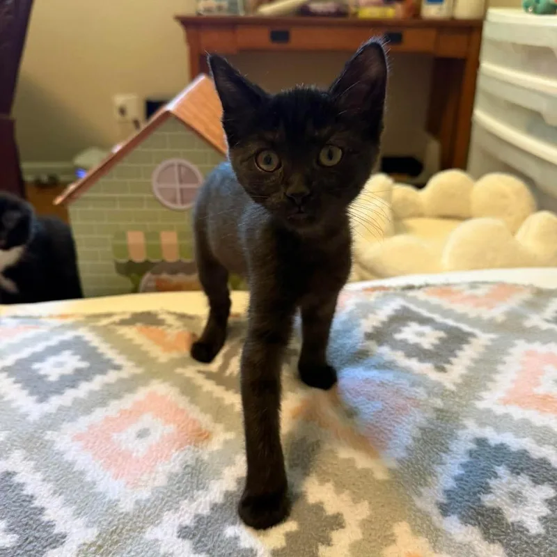 A baby small-sized female Black Domestic Short Hair cat named Pomni for adoption in Springfield, OH