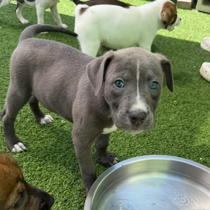 A baby small-sized male White / Cream Mixed Breed dog named Tank for adoption in LOXAHATCHEE, FL