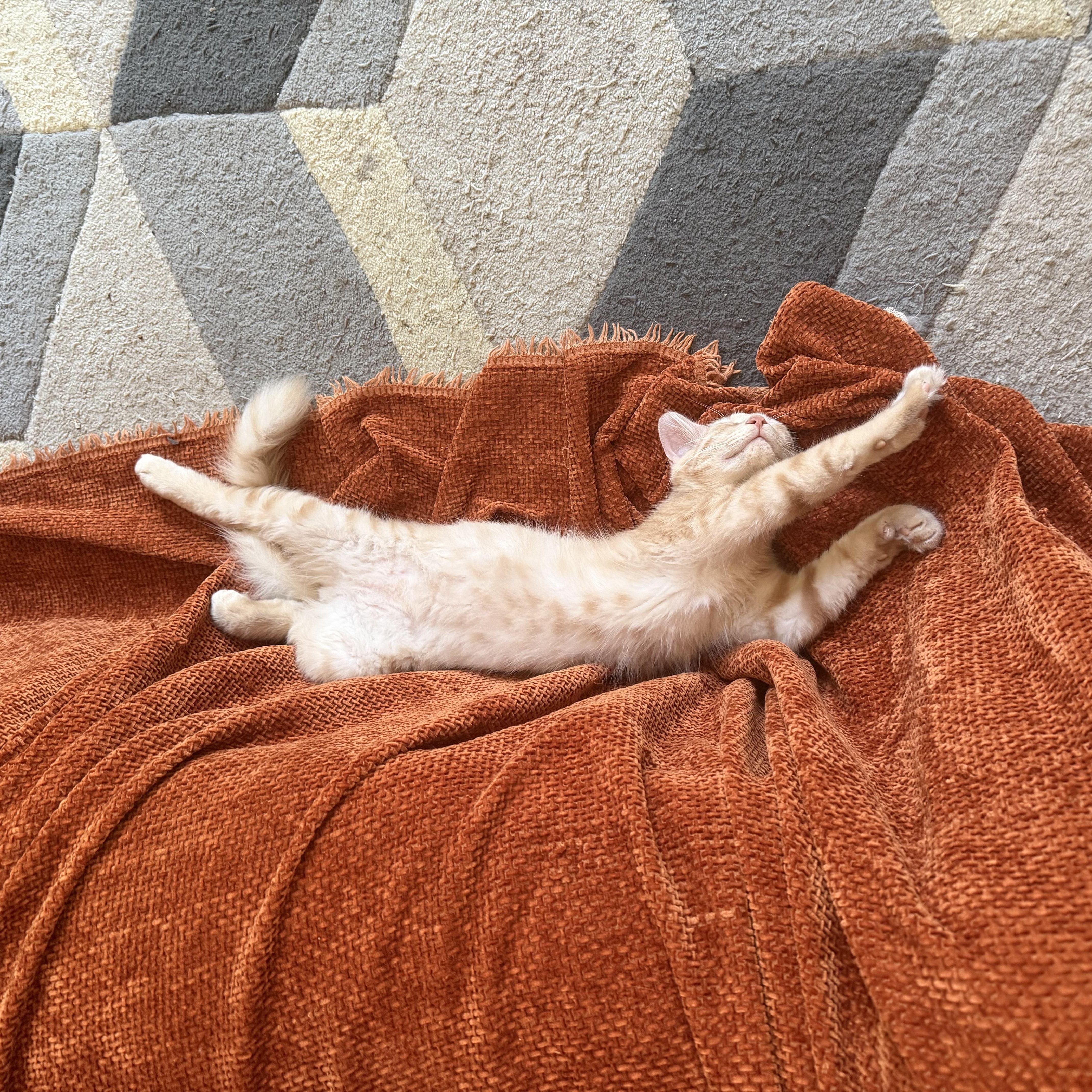 A young medium-sized male Domestic Medium Hair cat named Furrnando for adoption in Morgantown, WV