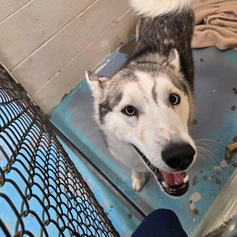 An adult medium-sized male White / Cream Mixed Breed dog named Muffy for adoption in Charleston, WV