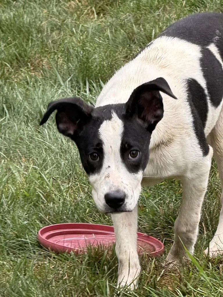 A baby medium-sized female Mixed Breed dog named Flower for adoption in Amery, WI