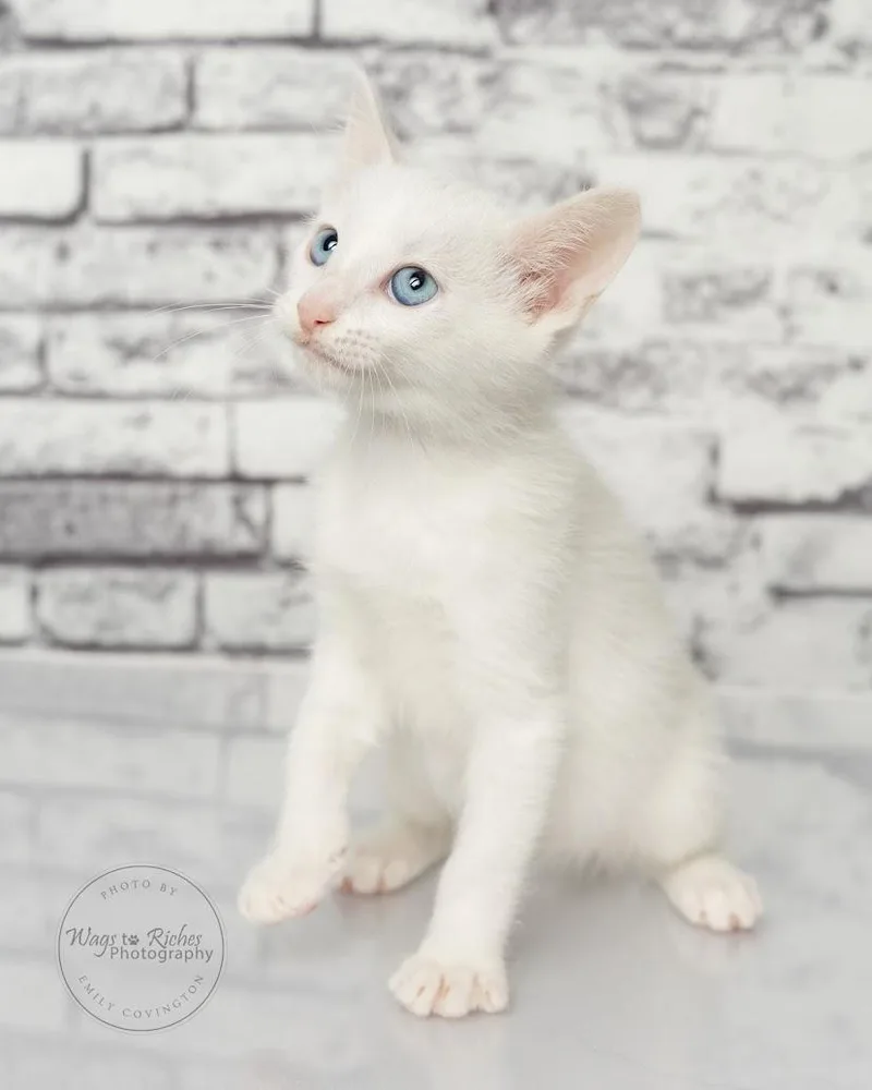 A baby medium-sized male White Domestic Short Hair cat named Jack Only for adoption in Tuscaloosa, AL