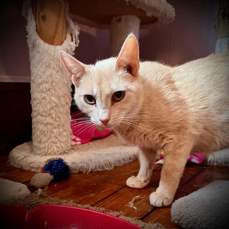 A young medium-sized female Domestic Short Hair cat named Crystal for adoption in Hershey, PA